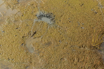 Mudskippers on the muddy soil after low tide