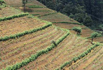 SRI LANKA NUWARA ELIYA TEA PLANTATION