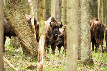 Bison in forest looking towards camera