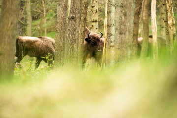 Bison head between trees in forest