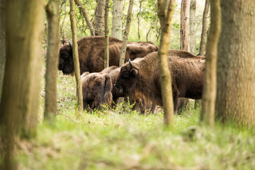 Chewing european bisons in forest