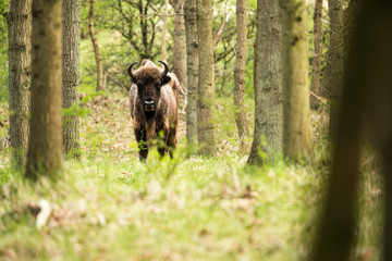 Lonely bison calf in spring forest © ysbrandcosijn