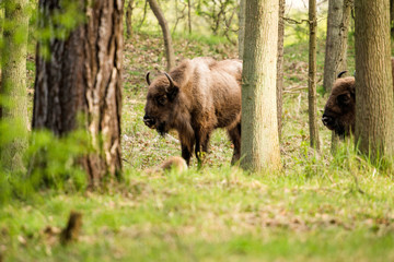 Side view of european bison in forest