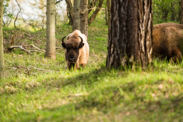 Bison calf standing in the woods