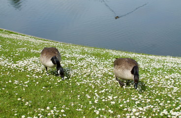 pair of geese out of the lake