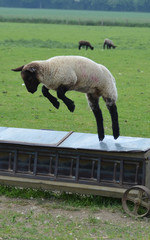 lamb jumping off the feeder