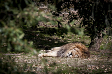 Lion couché