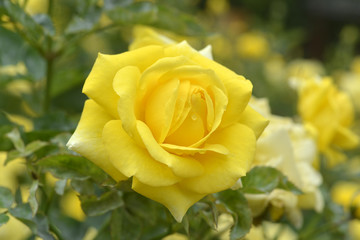 黄色いバラ