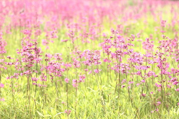 Naklejka premium photo of spring meadow with pink wildflowers, selective focus