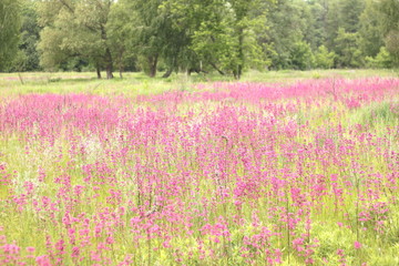 photo of spring meadow with pink wildflowers, selective focus