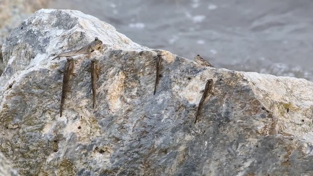 Mudskipper or Amphibious fish 