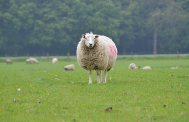 a sheep standing in the field