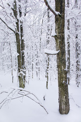 Obraz premium snow covered trees