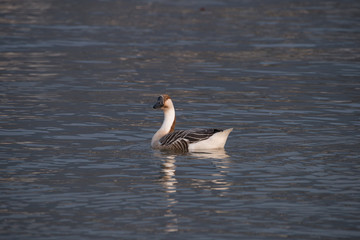 swan goose, Anser cygnoides