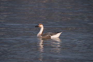 swan goose, Anser cygnoides