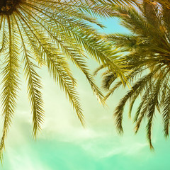 Palms trees over bright sky background. Vintage style. Toned photo with  retro filter and crops into a square
