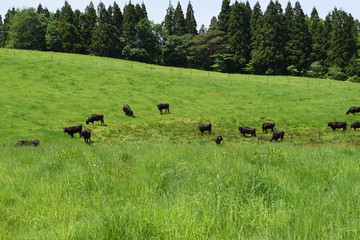 Fototapeta na wymiar 牛の放牧／山形県鶴岡市羽黒町川代にある月山高原牧場で、牛の放牧風景を撮影した写真です。この牧場は、約100haの緑のジュウタンが広がり、雄大な高原の中で牛や羊を眺められます。牛を放牧すると足腰が丈夫になる、広々とした牧場で運動することにより健全な牛になる、管理の手間が省ける、エサ代の削減など良いこと尽くしです。高原からの眺めは最高で、ひそかな観光ポイントになっています。