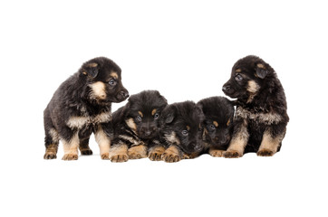German Shepherd puppies isolated on white background
