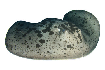 Marbled Stingray isolated on white background