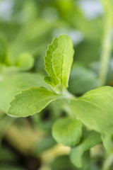 Stevia Plant (close-up shot; selective focus)