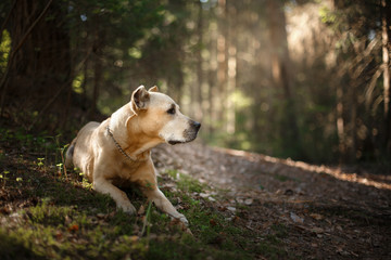 Dog breed American Staffordshire Terrier walking in autumn park
