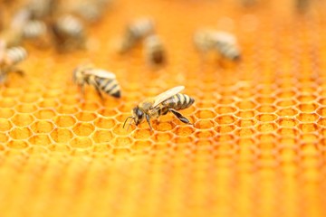 Bees in honeycomb 