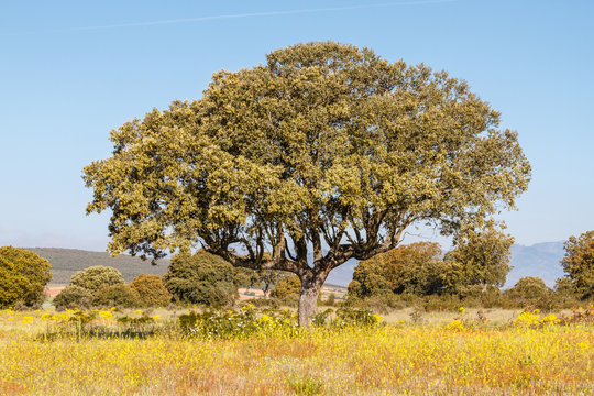 Quercus ilex. Encina.