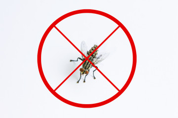 Fly or housefly and red stop sign for beware concept, Fly or housefly