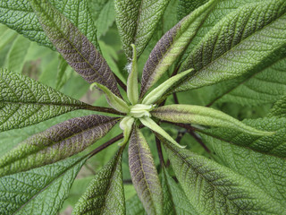 brown green rosette of leaves