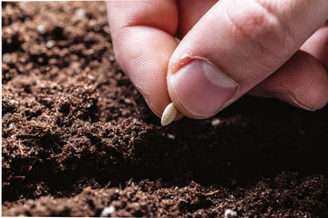 Closeup of a males hand planting seeds