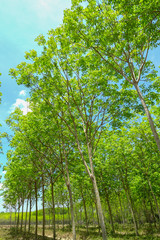 rubber plantation tree background.