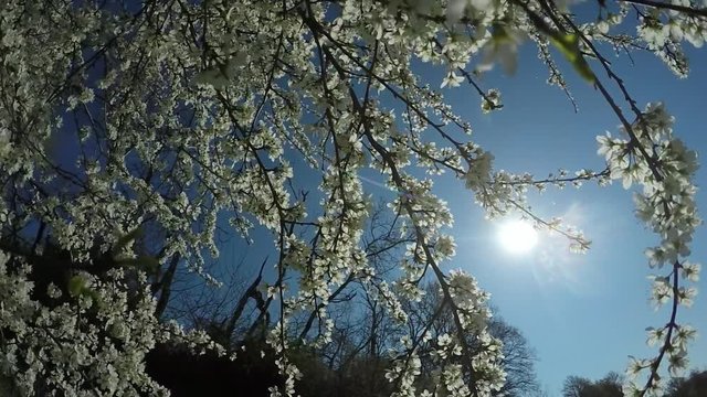 hawthorn in springtime