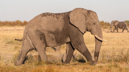 Naklejka na ściany i meble African elephant (Loxodonta africana), Kruger Park, South Africa