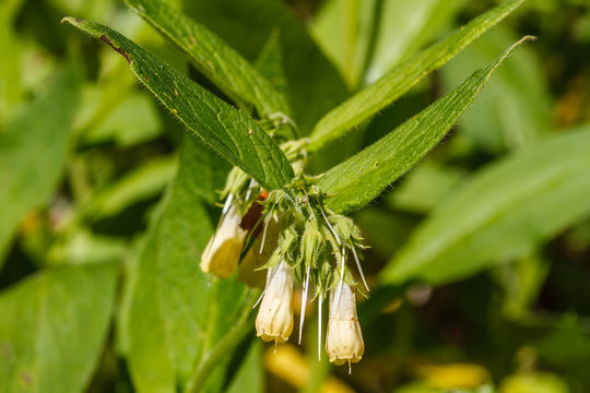 Symphytum tuberosum. Flores y hojas de Consuelda Menor.