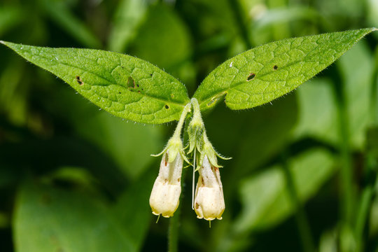 Symphytum tuberosum. Flores y hojas de Consuelda Menor.