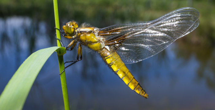 Libellula depressa (female) - dragonfly (Broad-bodied chaser) sitting on a grass