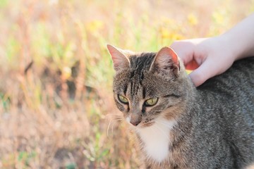 Chat, caresse