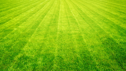 Bowling green cut grass lines background. - obrazy, fototapety, plakaty