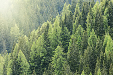 Magic forest lit by the sunlight. Coniferous forest region.