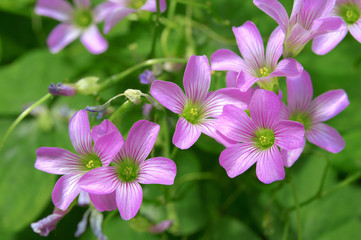 Trifolium, clover flower macro.