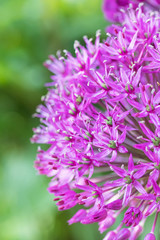 The half of flowering ornamental onion on the green background closeup. Vertically.