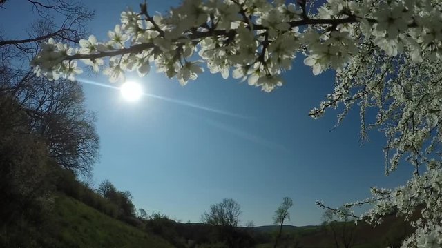 hawthorn in springtime