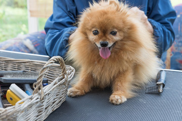Pomeranian German Spitz dog is lying on the grooming table and is smiling at the camera. Grooming comb is lying on the table and the other animal haircut equipment is in the basket. 