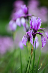 kwiaty irysów w ogrodzie © Tomasz