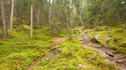 Fototapeta na wymiar walking into the forest long a path in a cloudy day. No people around
