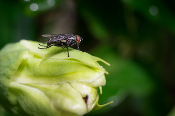 une mouche sur le point de s'envoler