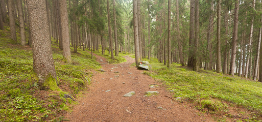 A single alpine path splits in two different directions. It's an