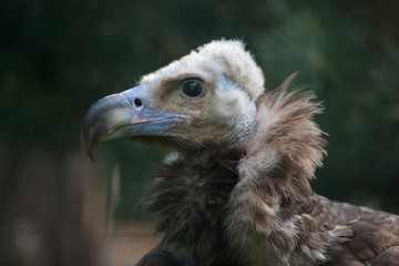 Cinereous vulture (Aegypius monachus).