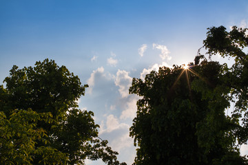 Sun above the treetops.