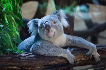 Stickers pour porte Koala Koala du Queensland (Phascolarctos cinereus adustus).